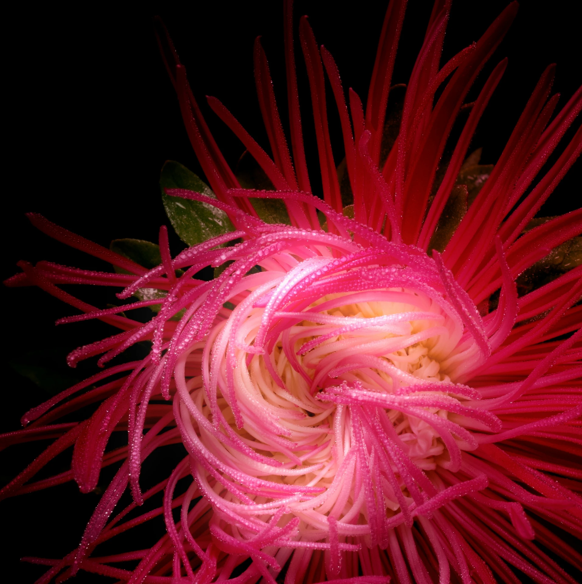 pink flower with leaves showing in bright light