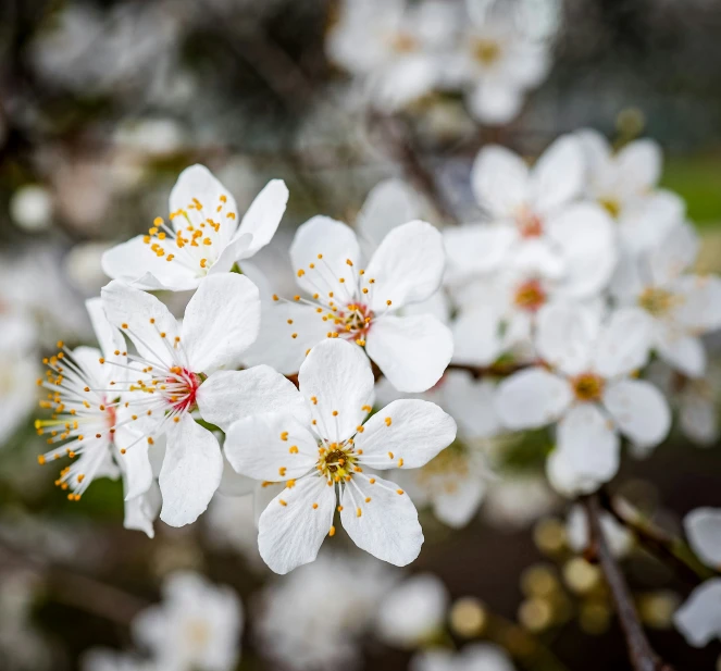 a white flower on a nch in bloom