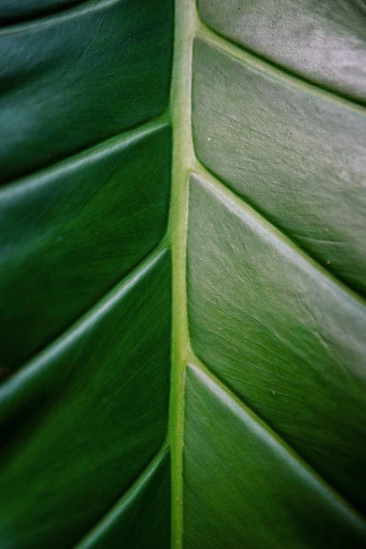 a leaf that has not yet cut showing