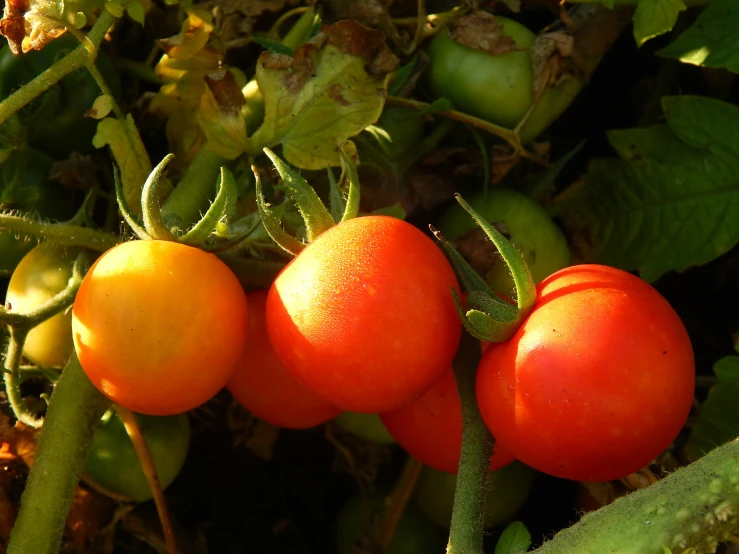 two red tomatoes and two green tomatoes on the plant