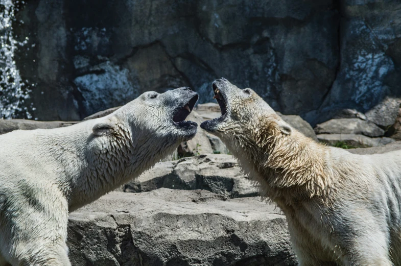 two polar bears are playing in the sun