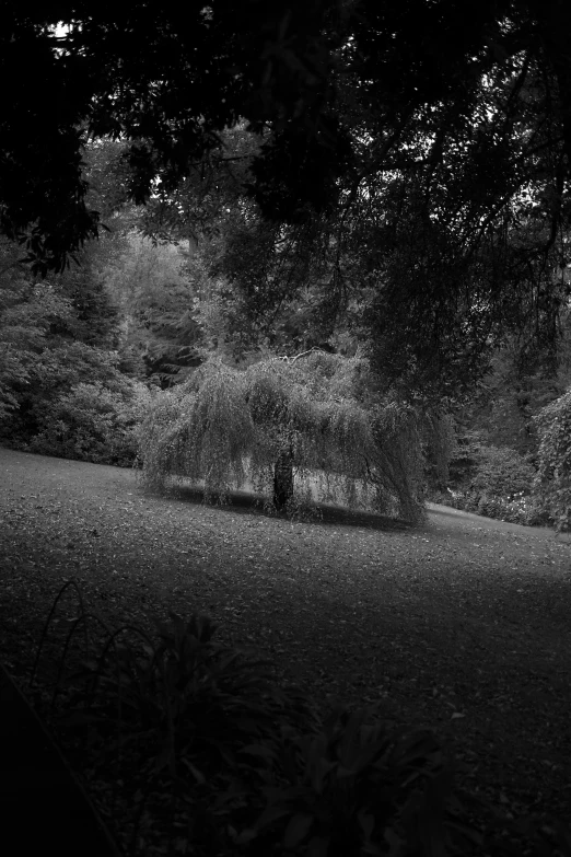 the back light of an umbrella shines on trees over a path