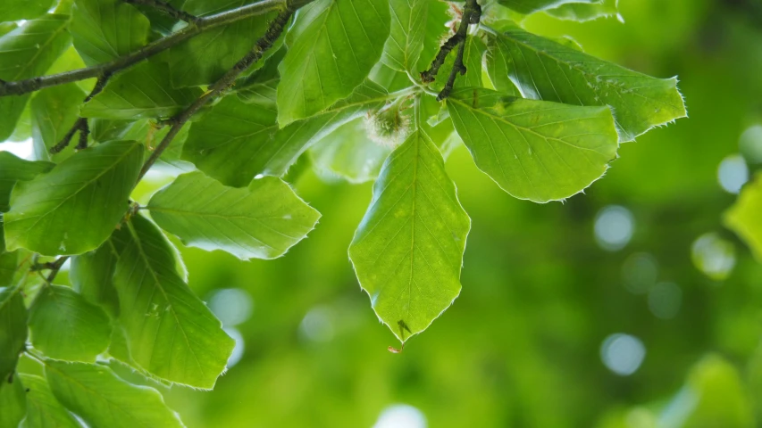 a tree nch with leaves and green blurred background