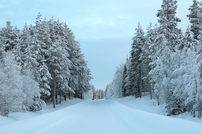 a snowy road in the woods lined with snow