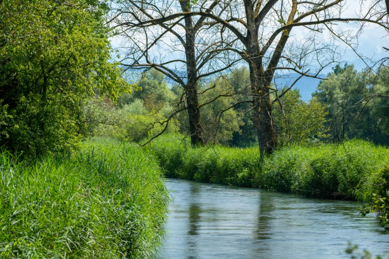 the water runs very close to the trees