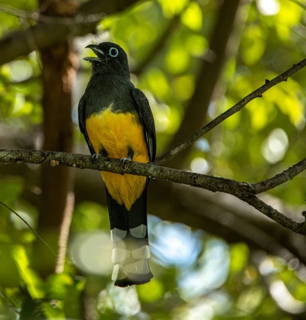 the bird is perched on the nch of the tree