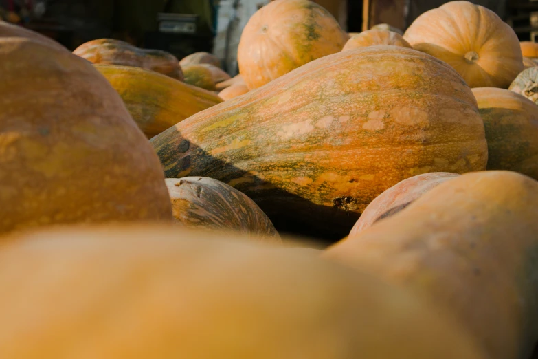 pumpkins lined up in rows on a sunny day