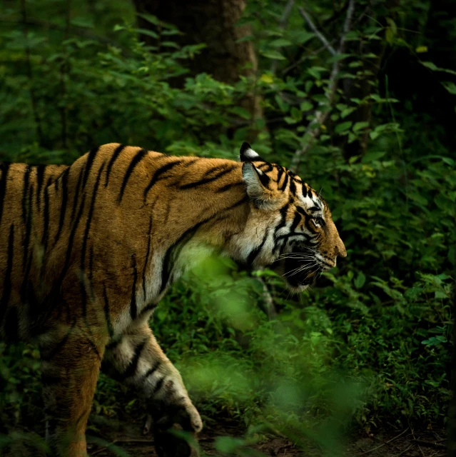 the tiger is walking in the green bushes