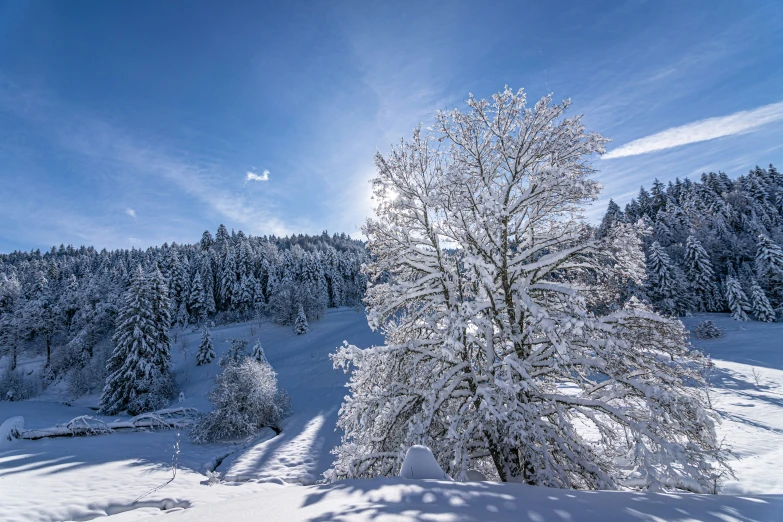 trees in a snowy field are on the side