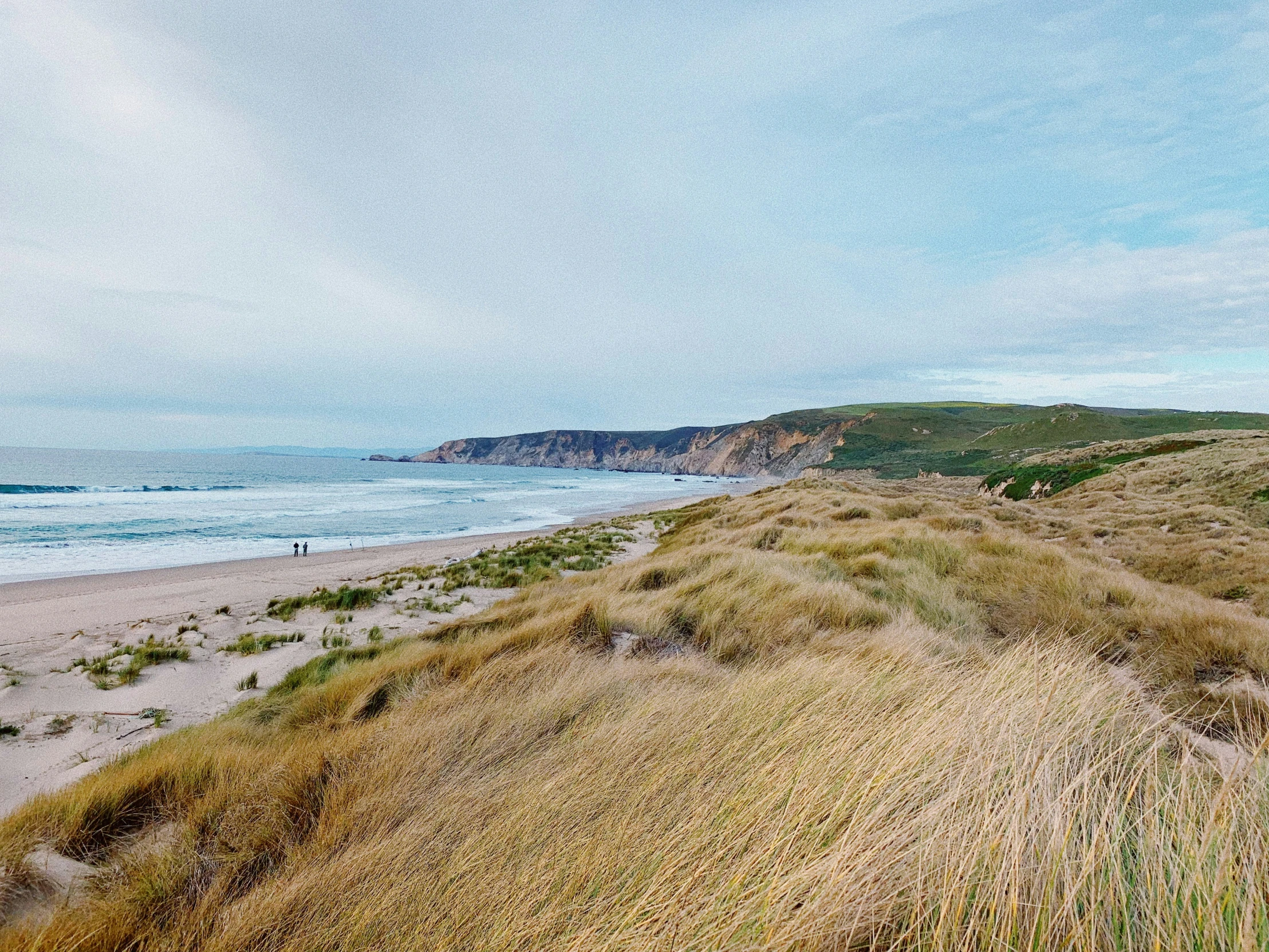 grassy area on the side of beach near ocean