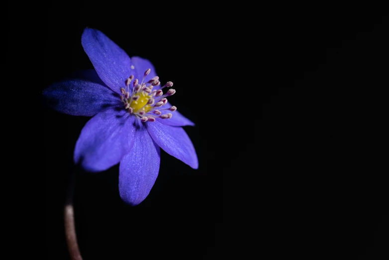 the purple flower has one yellow stamen on it