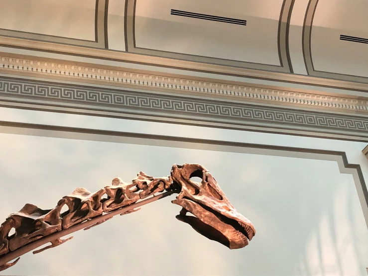 a long dinosaur skeleton in the middle of a building