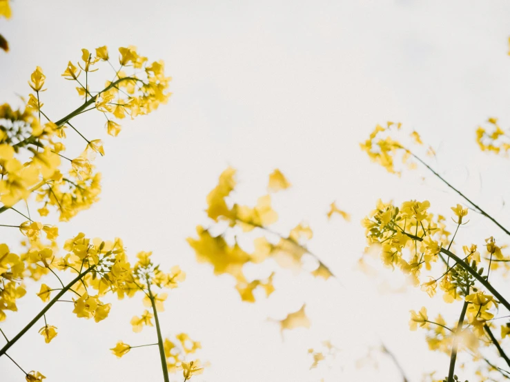 a close up view of some yellow flowers