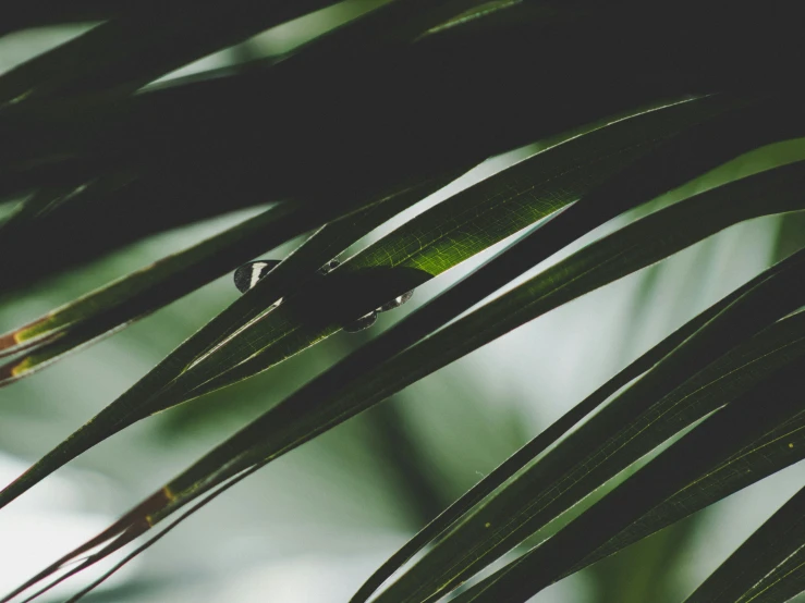 a green and yellow leaf is shining in the dark