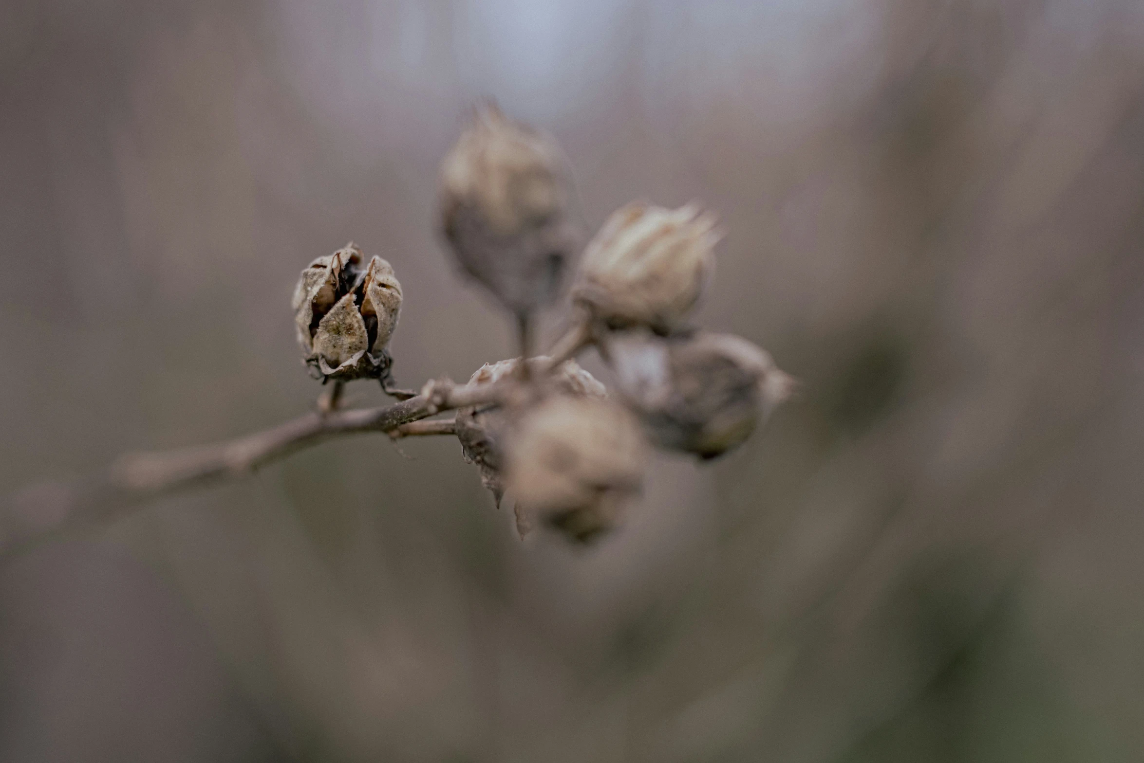 the flower budding of a small tree