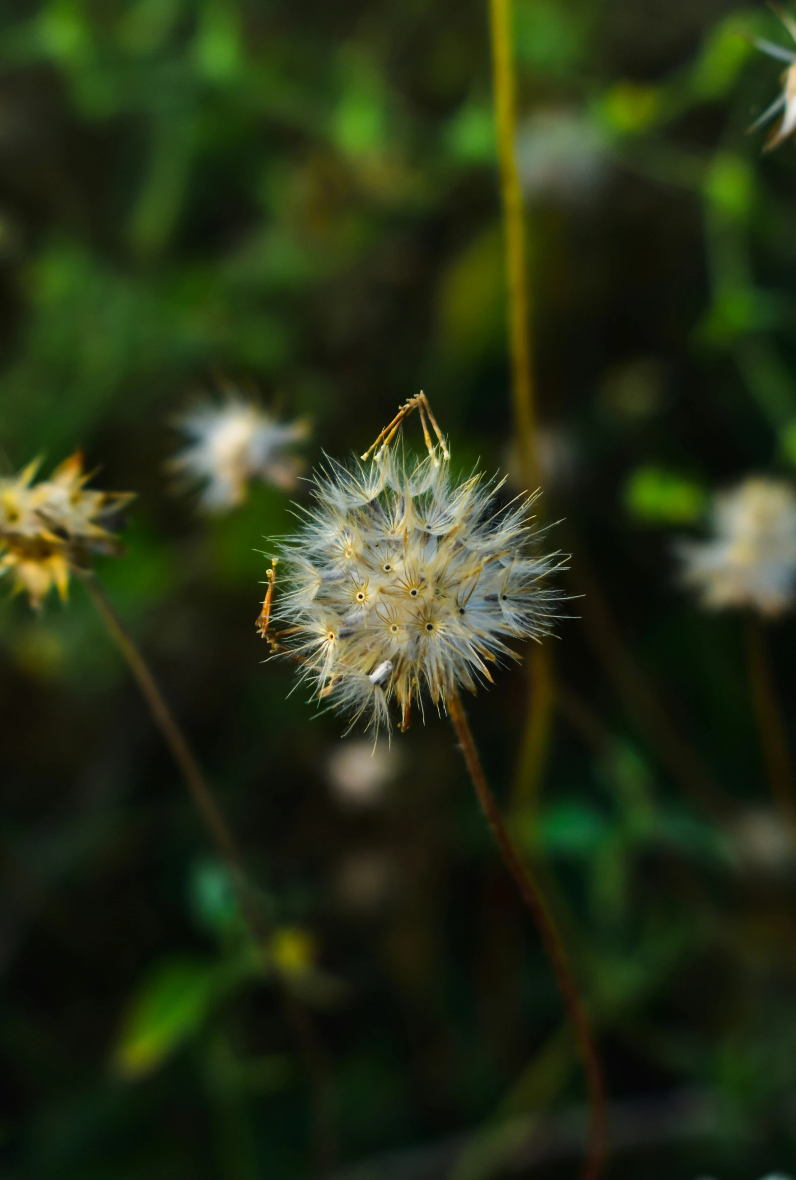 a seed that has been placed near a field