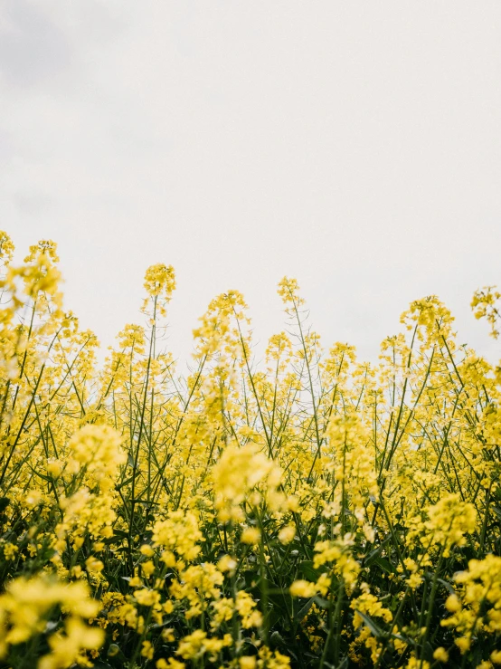 many yellow flowers with an airplane in the sky