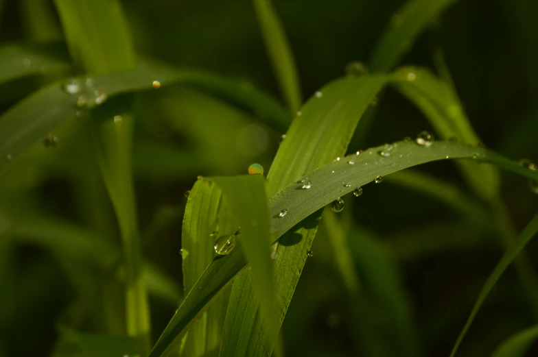 some water droplets sit upon a green plant's blade