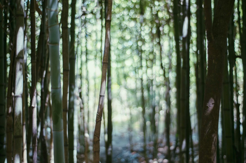 a forest filled with lots of tall bamboo trees