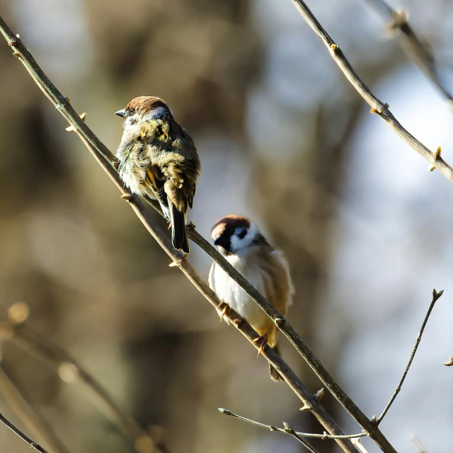 two small birds on tree nches outside in daytime