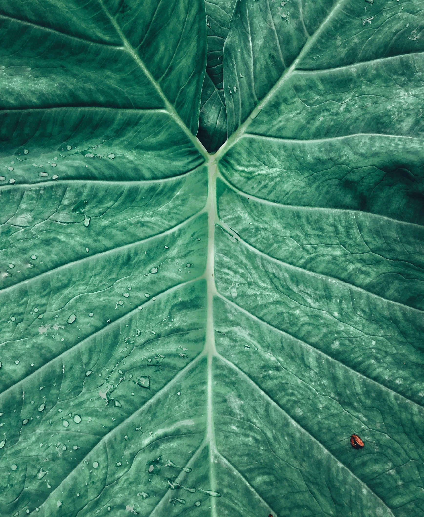 a closeup of a large green leaf