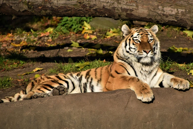 a large tiger laying down on top of a brown surface