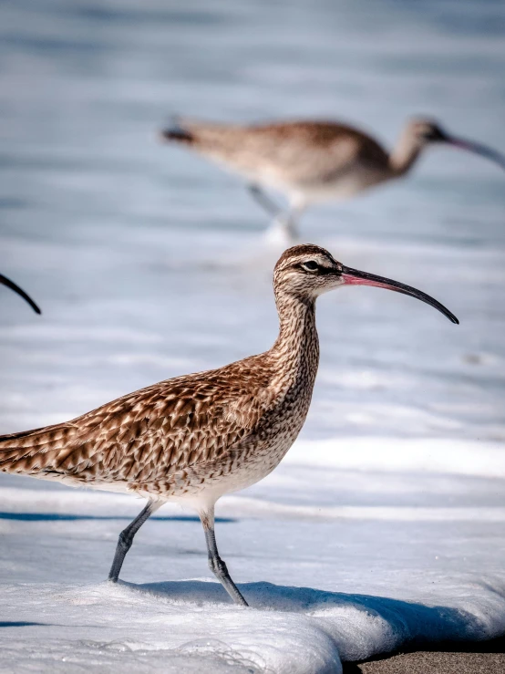 two brown and white birds walking along water