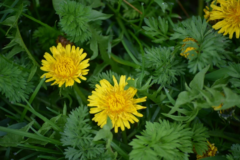 some yellow flowers with green leaves in a field