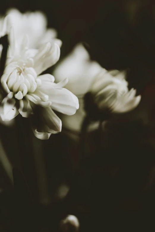 an image of white flowers that are in black and white