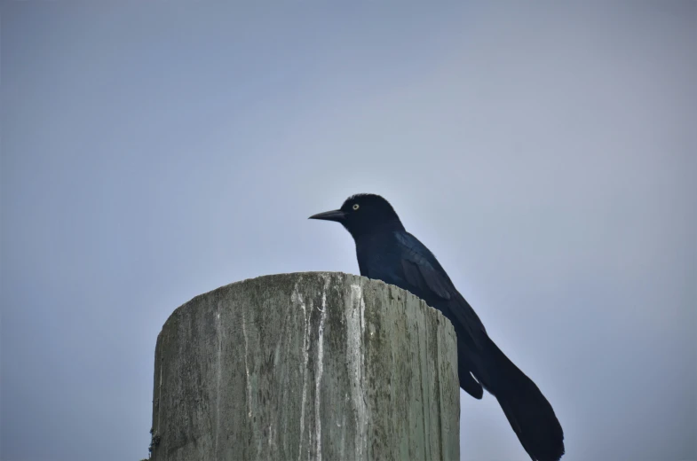 black bird sitting on post next to grassy field
