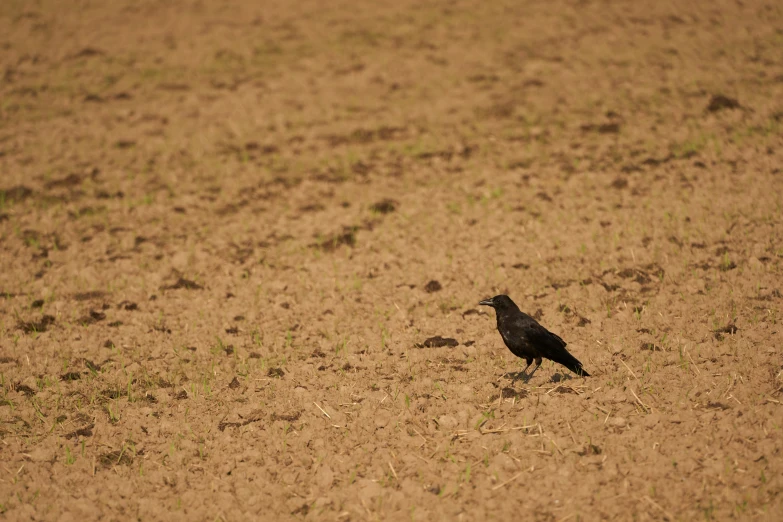 a small bird is standing in the middle of a dirt area