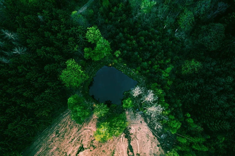 an overhead view of a tree in the woods