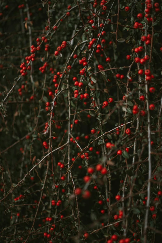 the nch has little berries hanging off it