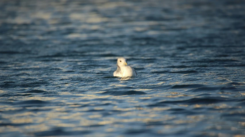 white bird in the middle of the blue ocean