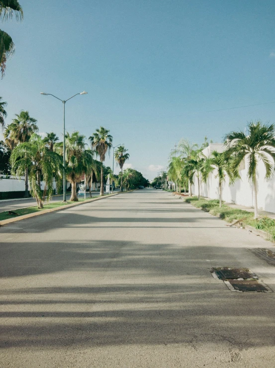 a view down a street, with palm trees on the side