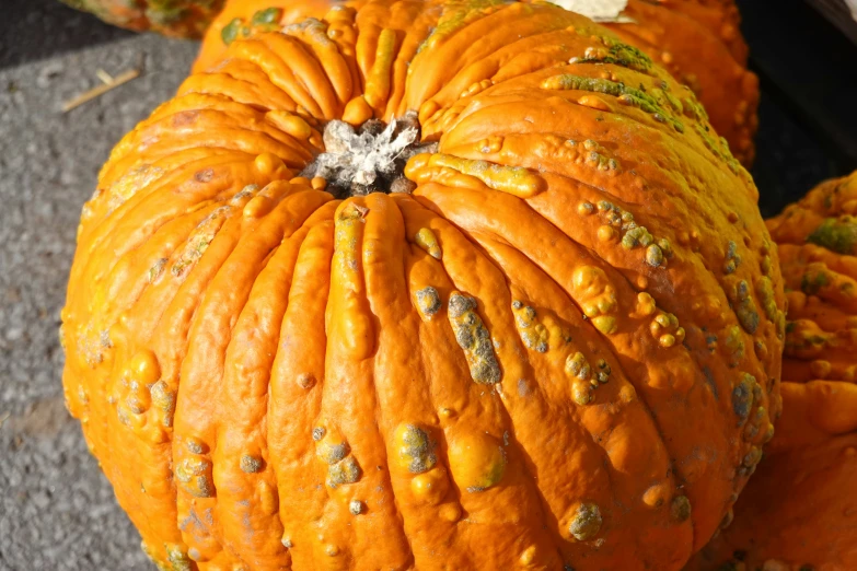 a group of orange pumpkins lying in the sun