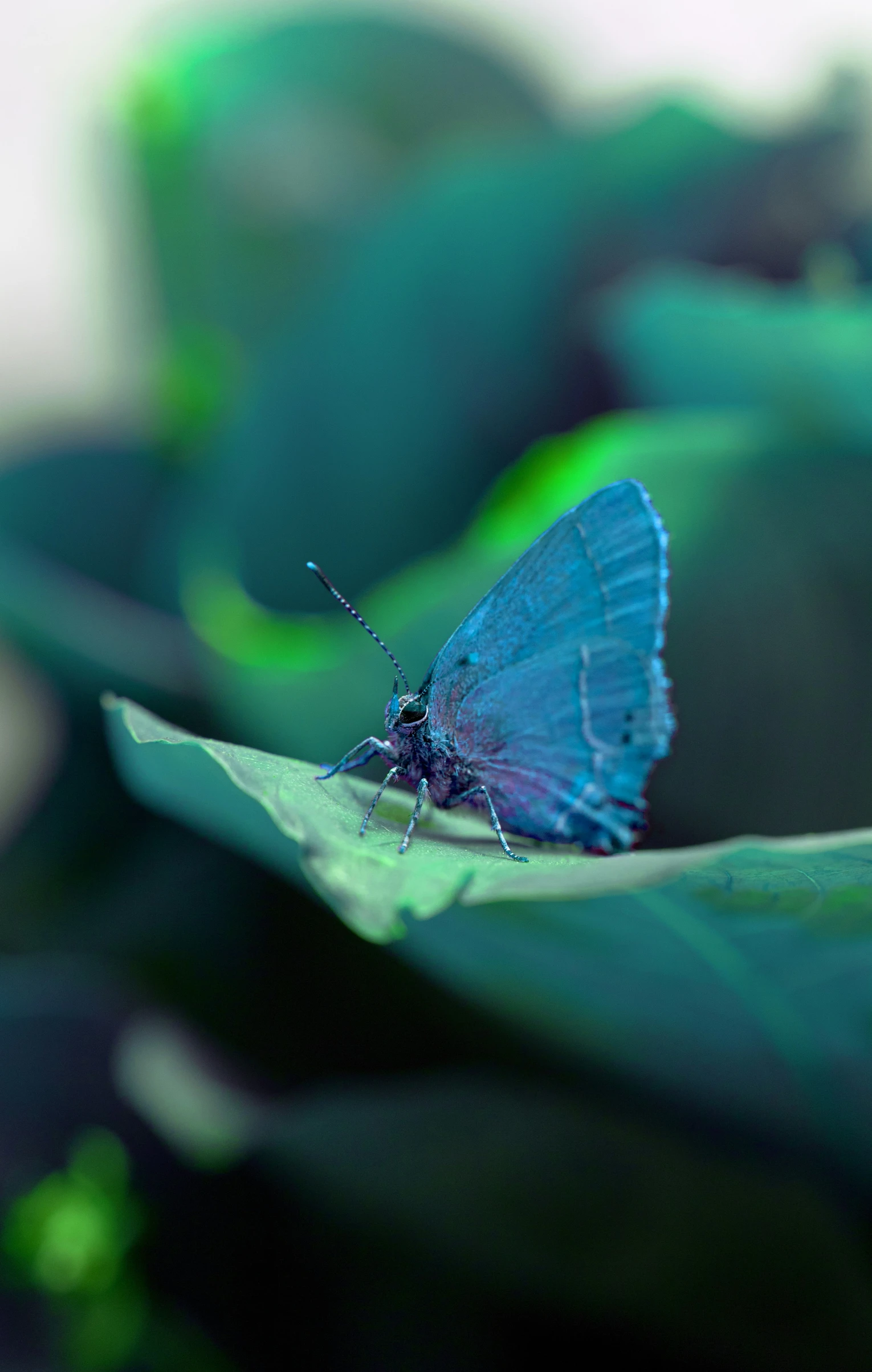 a erfly is sitting on top of a leaf