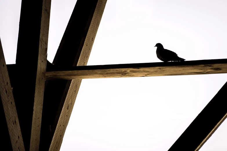 the bird is perched on top of a wooden structure