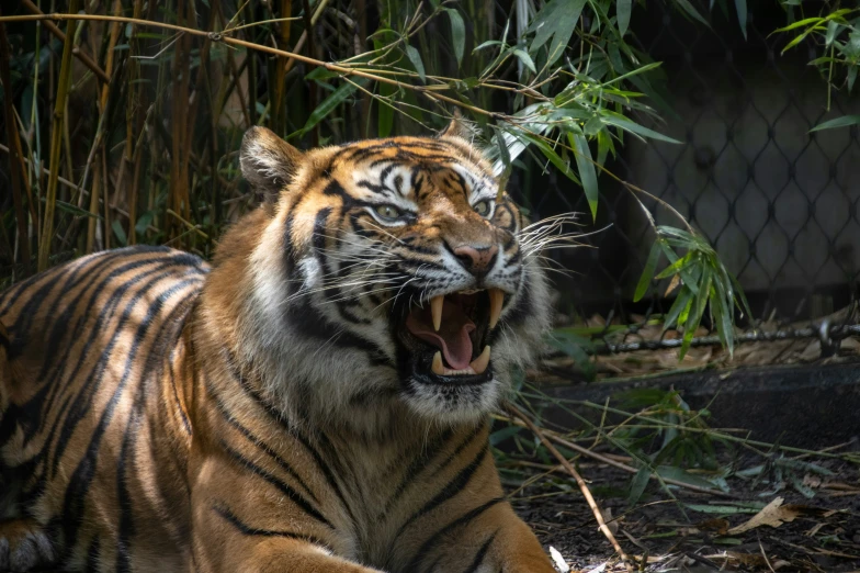 the tiger is yawning and yawning