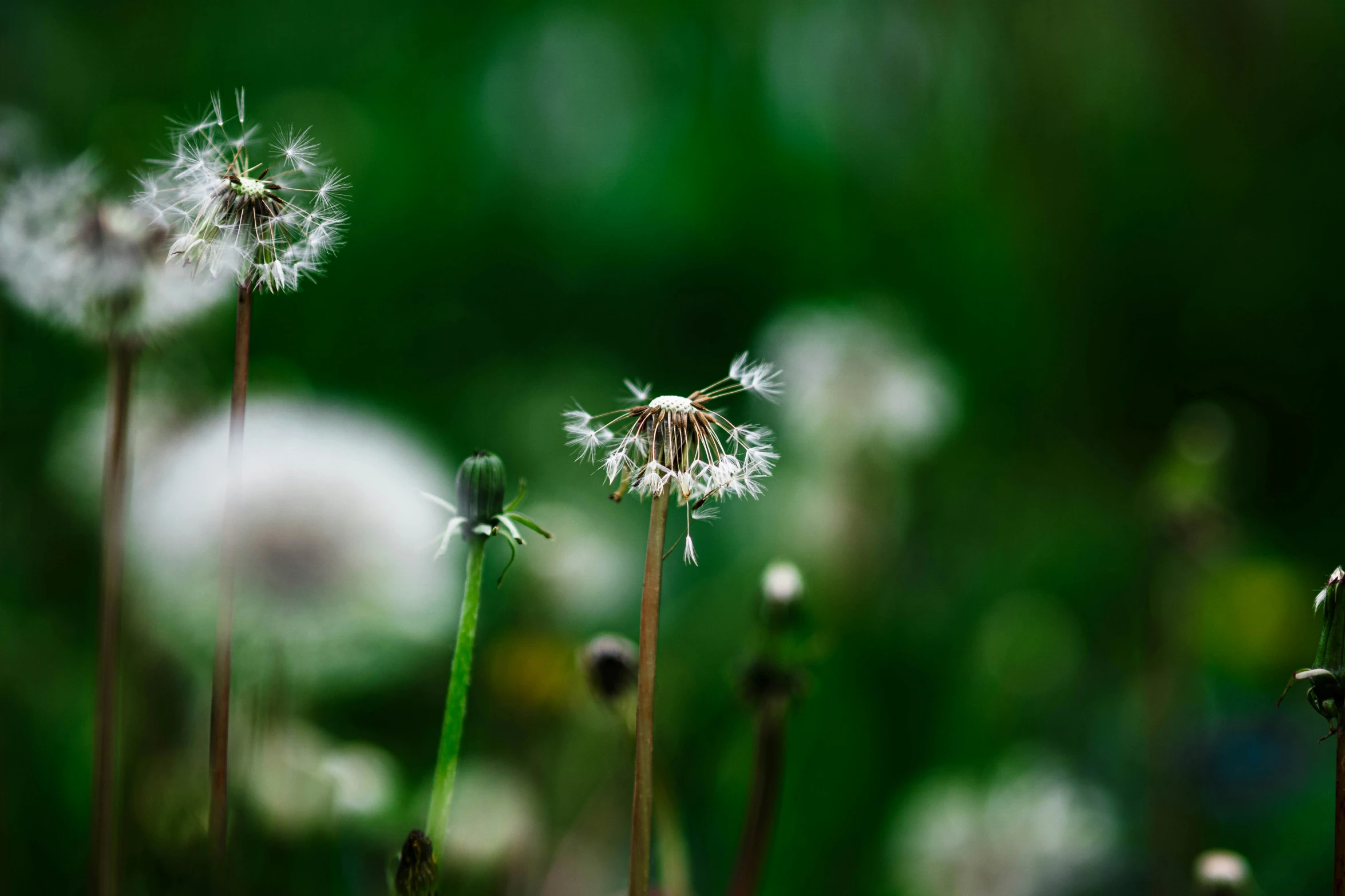 dandelions are in the middle of a field