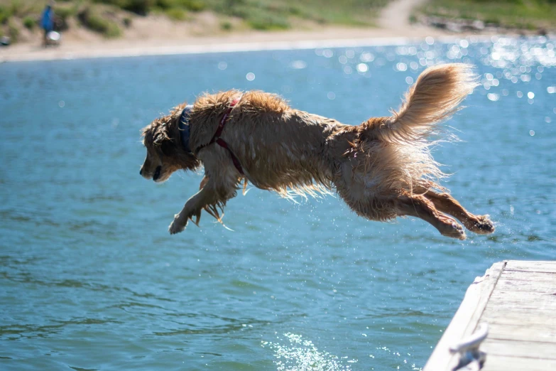 a dog jumps into the water from a dock