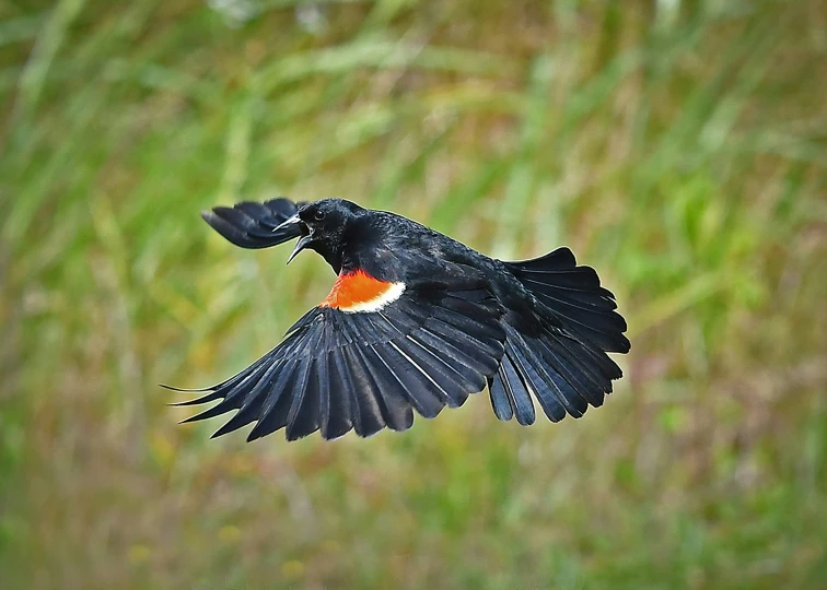 a small bird in flight with a red tip on its back