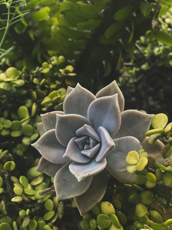 an image of a plant with many leaves