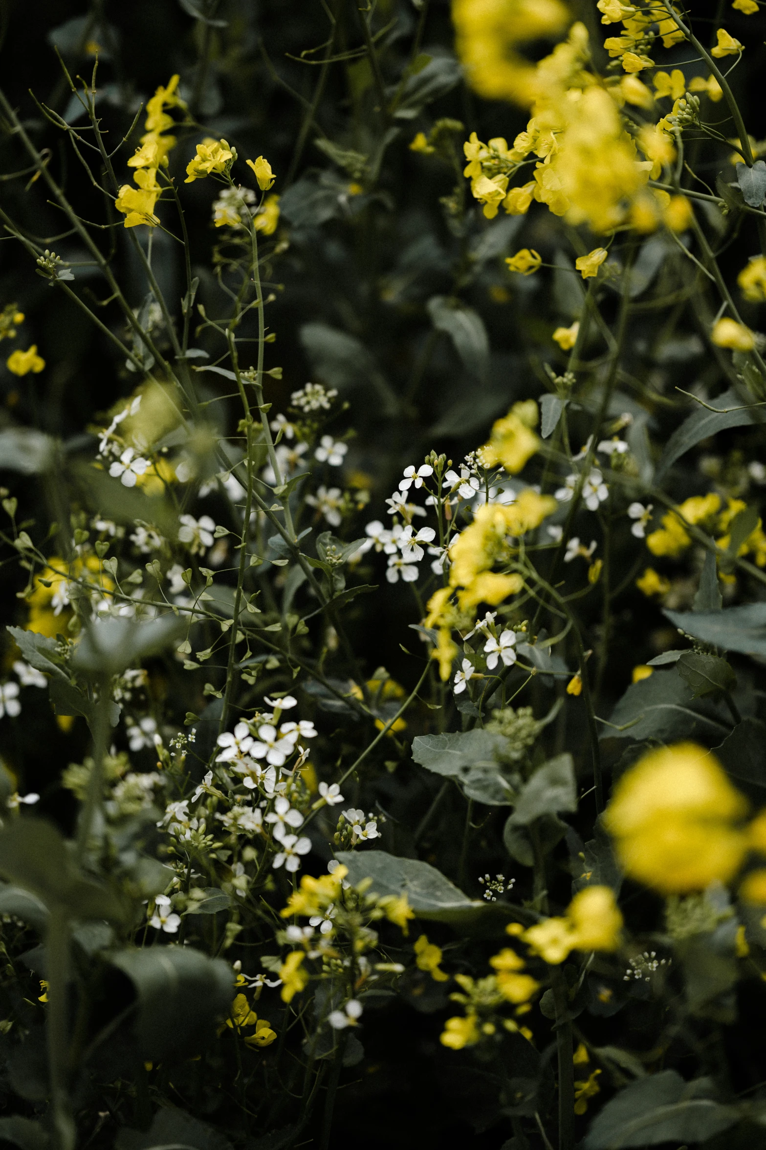 a bush with yellow flowers and small white flowers