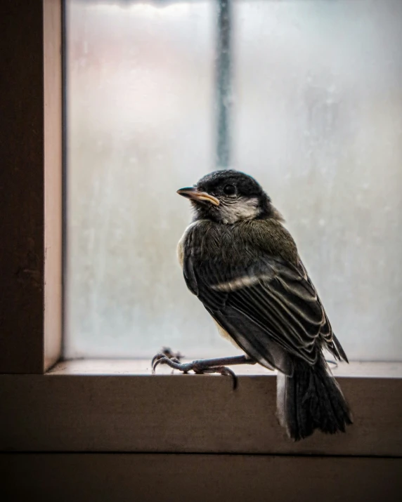 a small bird is perched on the ledge of a window