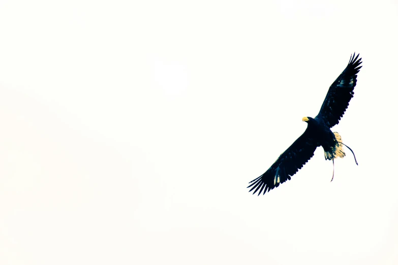 a big bird flying in the sky next to a building