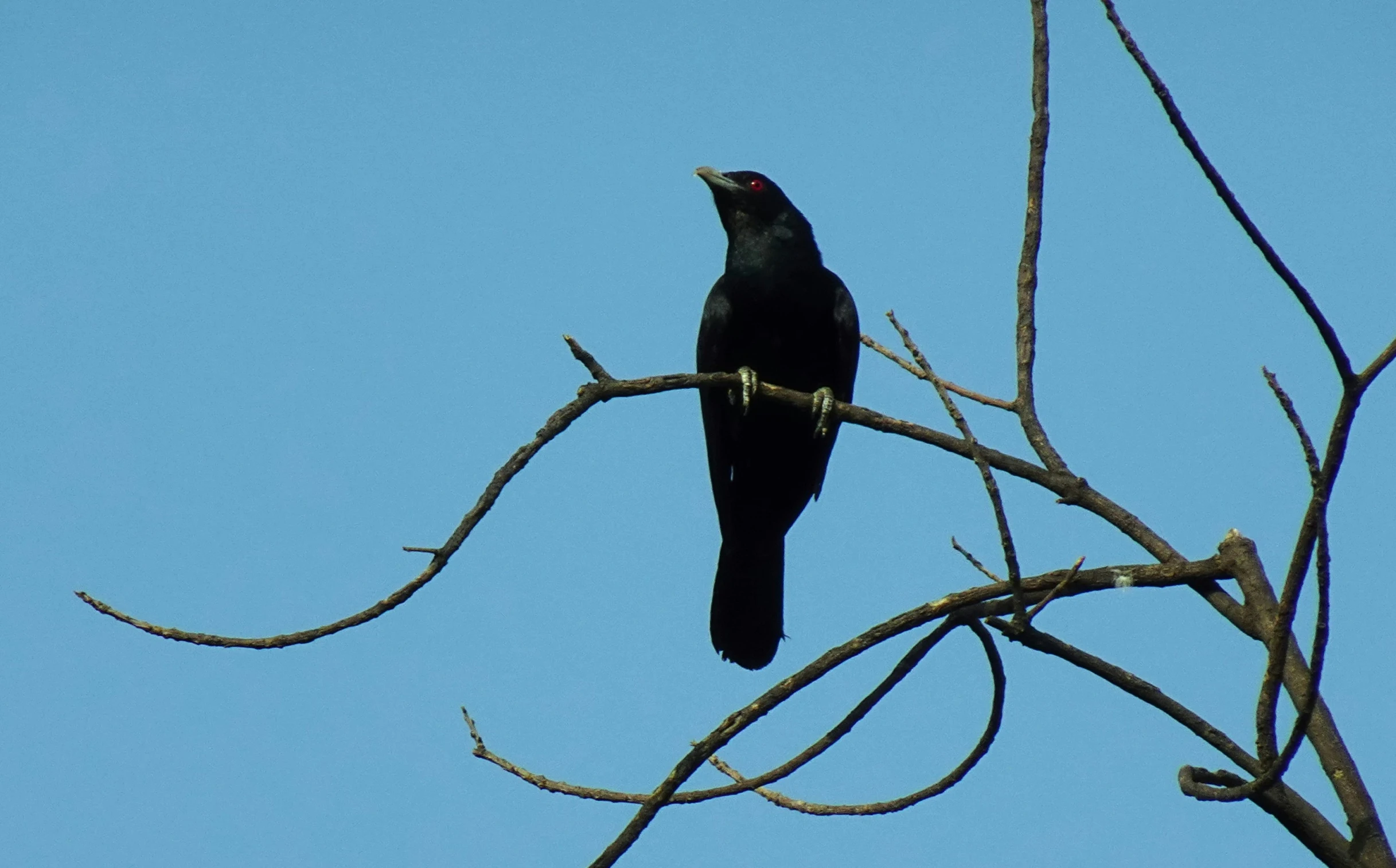 a black bird is sitting on a bare nch