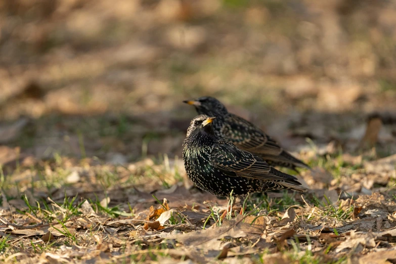 two birds stand on a patch of leafy grass