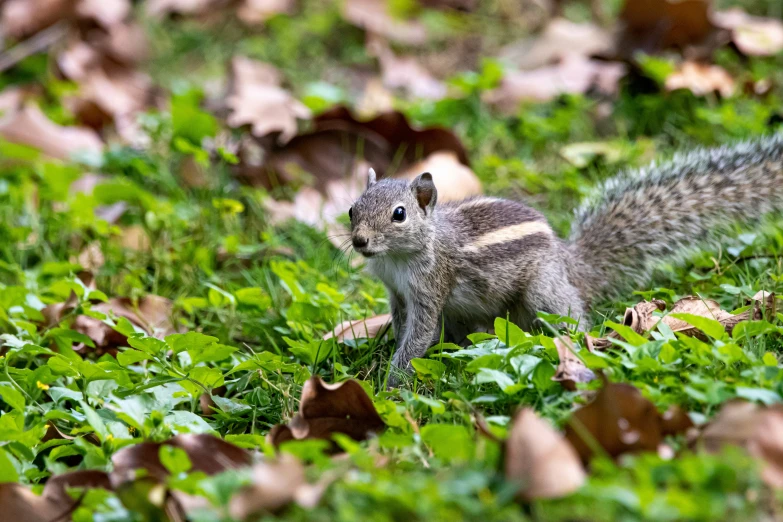 a small squirrel walking through some green grass