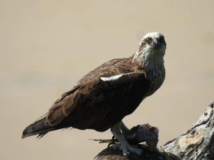 a bird that is perched on a nch